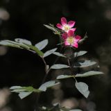 Rosa glauca