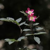 Rosa glauca. Побег с соцветием на верхушке растения. Санкт-Петербург, в озеленении. 24.06.2009.