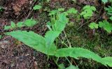Stellaria bungeana. Верхушка растения с бутонами. Архангельская обл., Пинежский р-н, восточные окр. Пинежского заповедника, лес в районе распространения карста. 21.06.2013.
