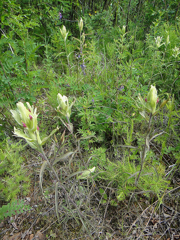 Изображение особи Castilleja pallida.