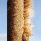 Typha