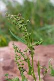 Atriplex nudicaulis