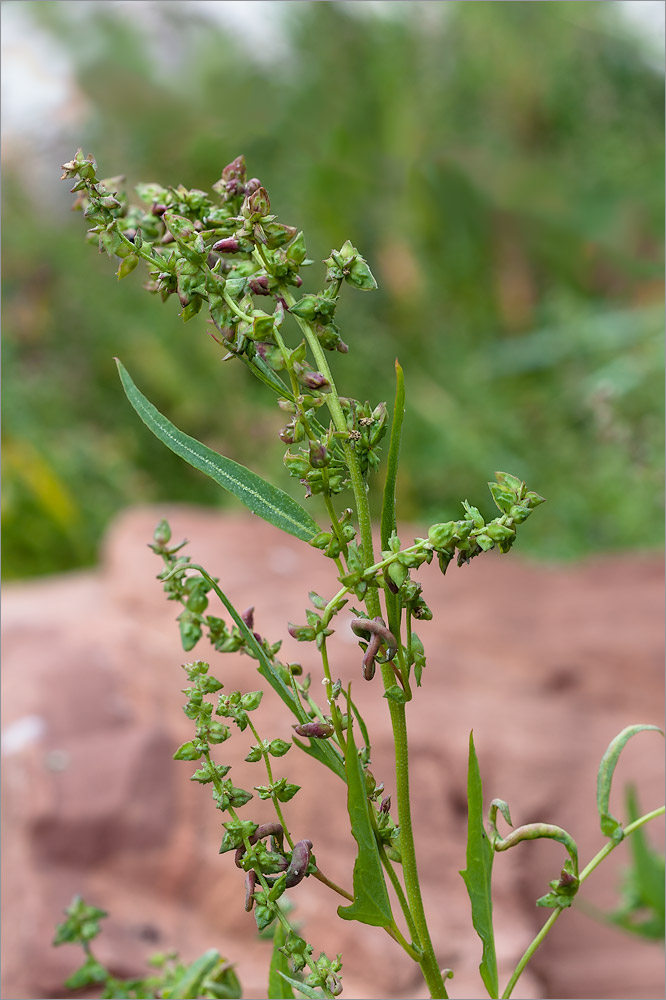 Image of Atriplex nudicaulis specimen.