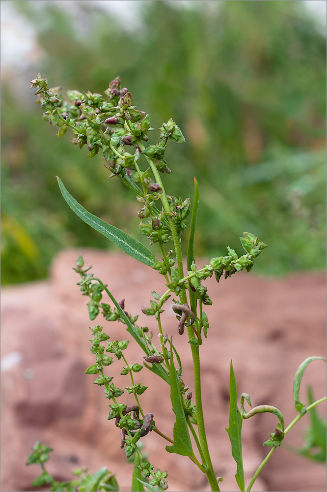 Изображение особи Atriplex nudicaulis.