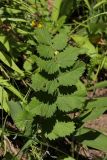 Pimpinella saxifraga. Прикорневой лист. Санкт-Петербург, Дудергофские высоты, опушка леса. Конец июля.
