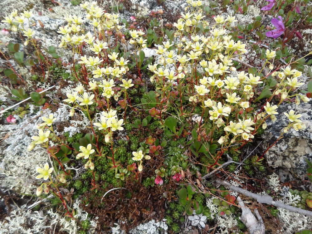 Изображение особи Saxifraga funstonii.