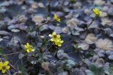Ranunculus natans