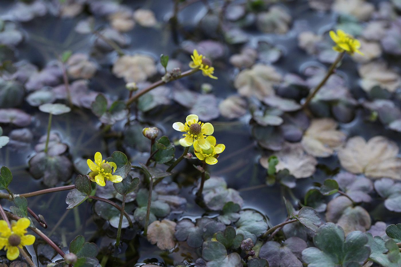 Image of Ranunculus natans specimen.