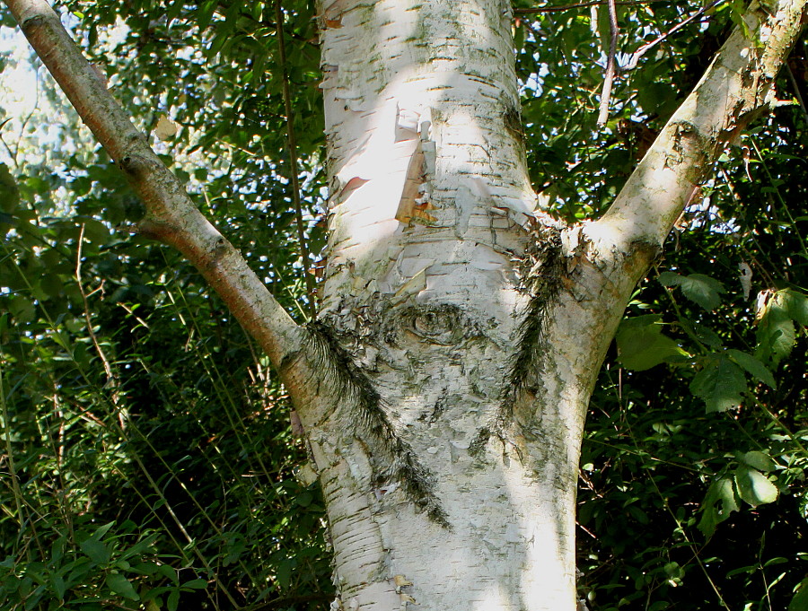 Изображение особи Betula ermanii.