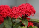 Ixora coccinea