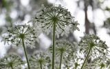 Heracleum mantegazzianum