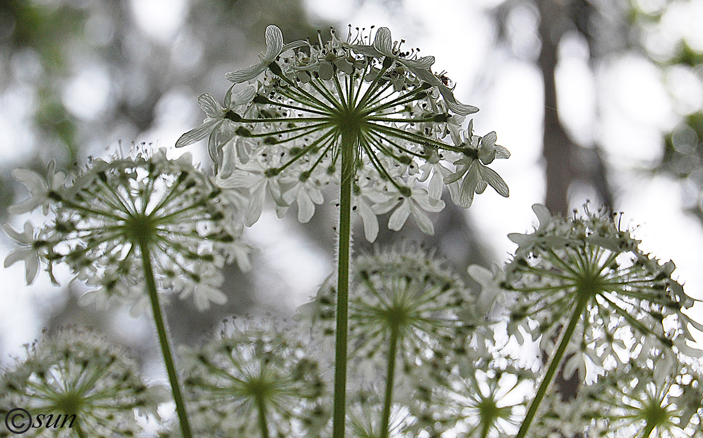 Изображение особи Heracleum mantegazzianum.