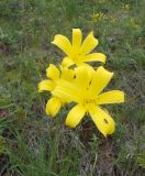 Hemerocallis minor