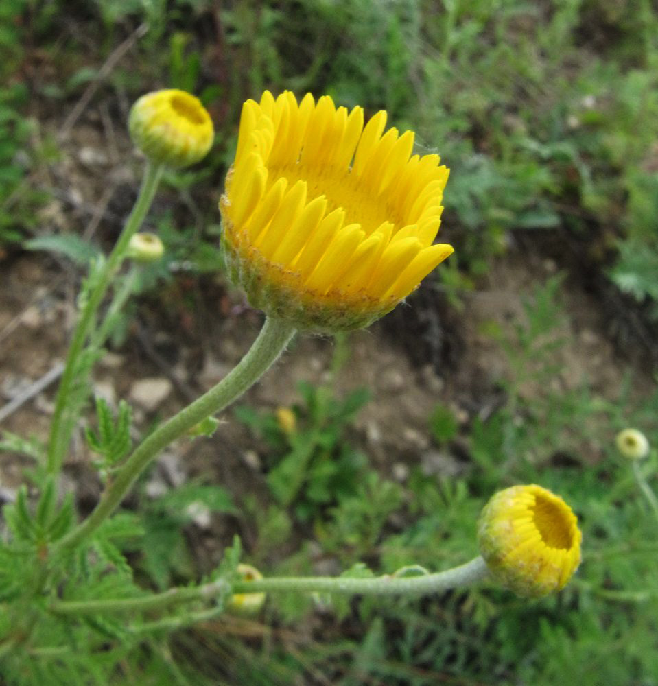 Image of Anthemis tinctoria specimen.