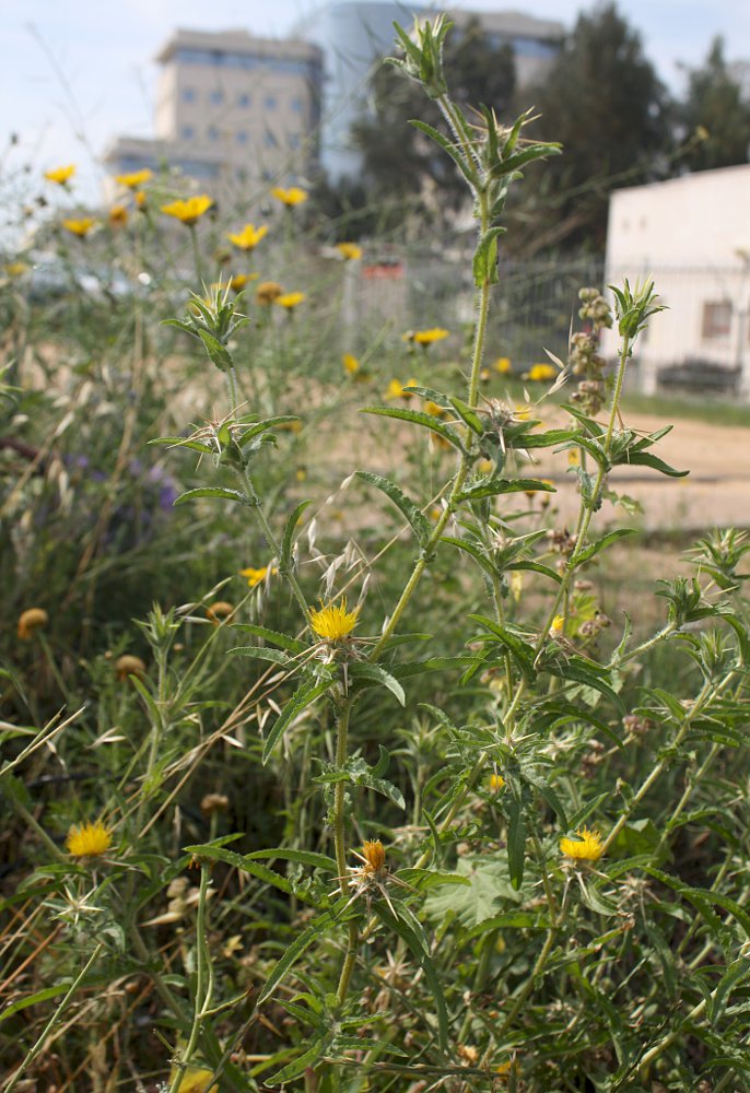 Изображение особи Centaurea procurrens.