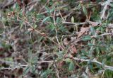 Berberis microphylla. Ветви (Berberis buxifolia Lam.). Германия, г. Дюссельдорф, Ботанический сад университета. 02.03.2014.