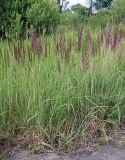 Calamagrostis epigeios. Цветущие растения. Орловская обл., национальный парк \"Орловское полесье\". 03.07.2007.