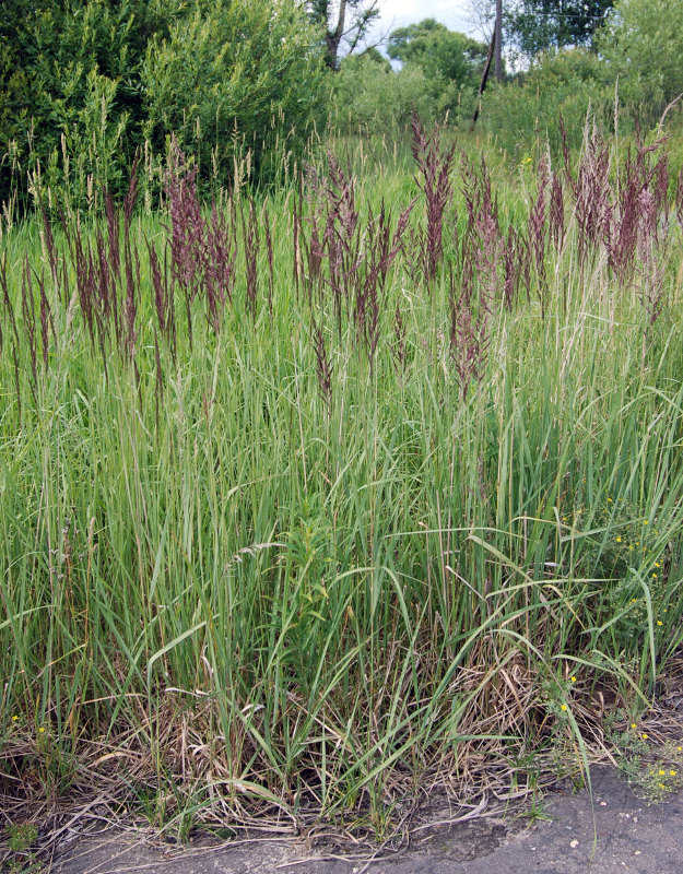 Image of Calamagrostis epigeios specimen.