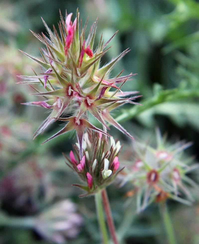 Изображение особи Trifolium stellatum.