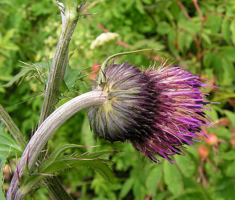 Изображение особи Cirsium schantarense.