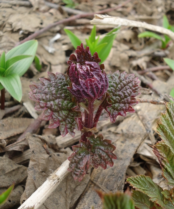 Image of Urtica platyphylla specimen.