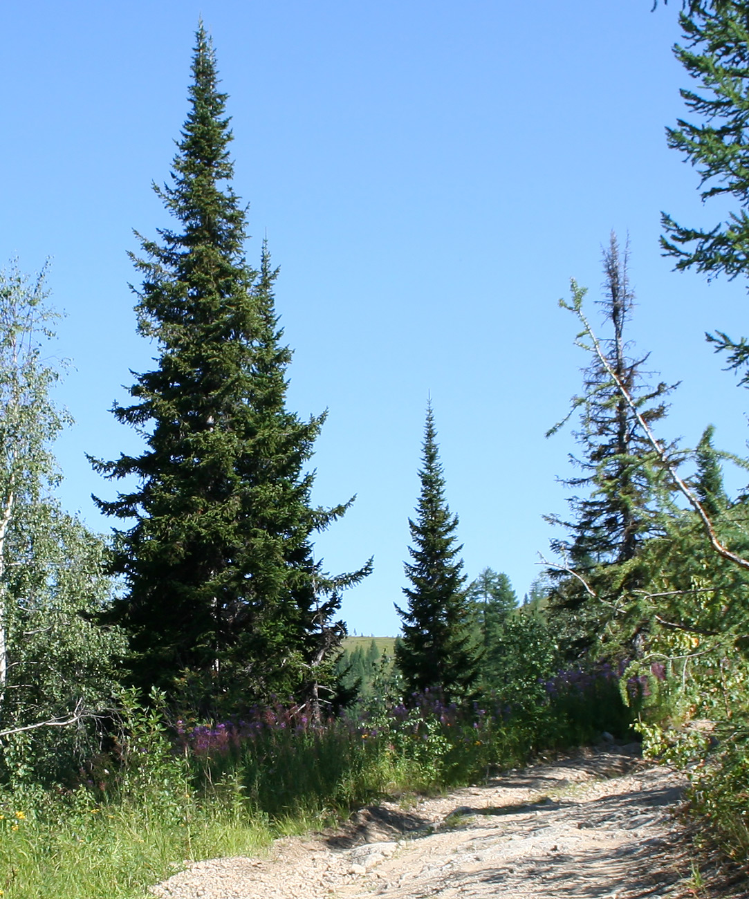 Image of Abies sibirica specimen.