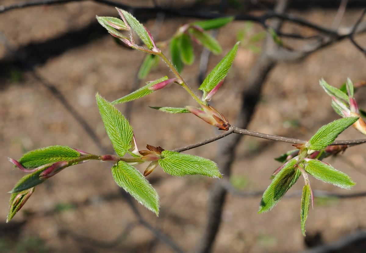 Image of Carpinus cordata specimen.