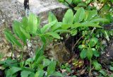 Polygonatum orientale. Расцветающие растения. Краснодарский край, Апшеронский р-н, окр. пос. Мезмай, Гуамское ущелье. 01.05.2014.