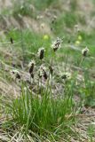 Sesleria heufleriana