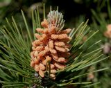 Pinus mugo