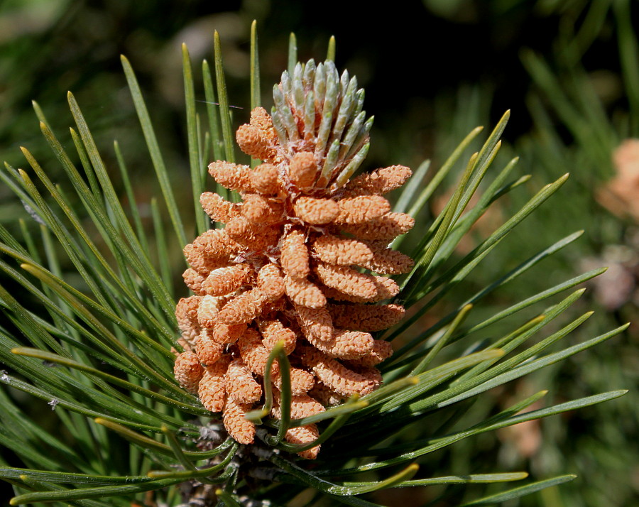 Image of Pinus mugo specimen.