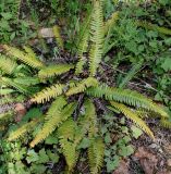 Blechnum spicant. Вайи. Германия, г. Дюссельдорф, Ботанический сад университета. 04.05.2014.