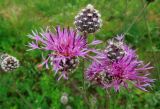 Centaurea scabiosa. Верхушка цветущего растения. Московская обл., Павлово-Посадский р-н, с. Саурово. 21.06.2014.