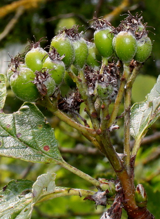 Image of Sorbus mougeotii specimen.