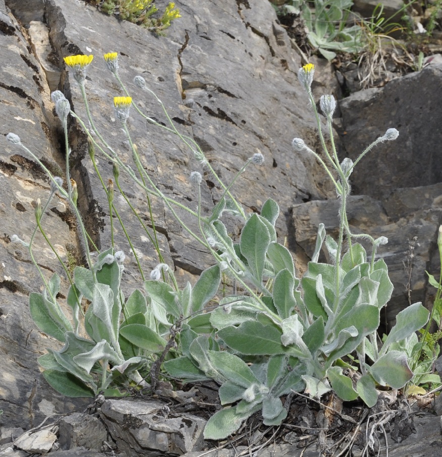 Image of Hieracium pannosum specimen.