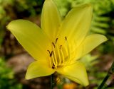 Hemerocallis minor. Цветок. Германия, г. Дюссельдорф, Ботанический сад университета. 02.06.2014.