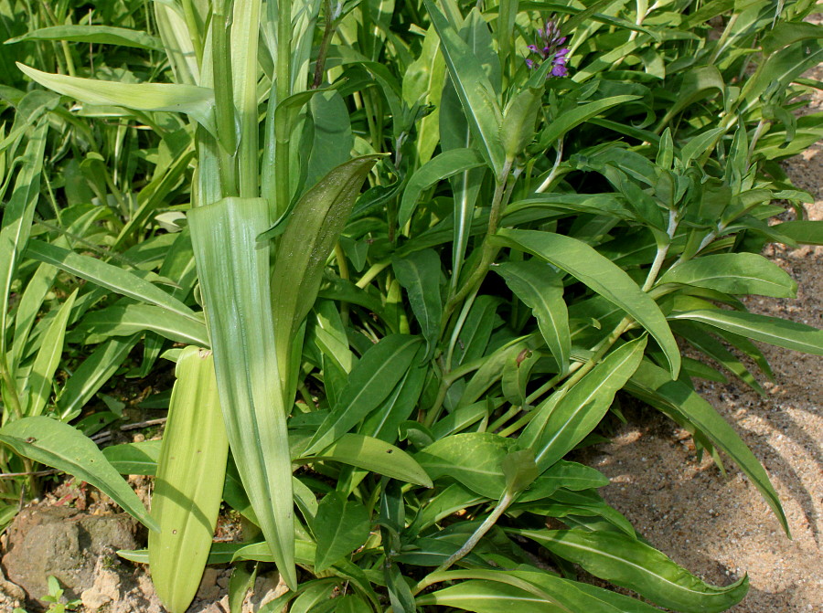 Image of Dactylorhiza praetermissa specimen.