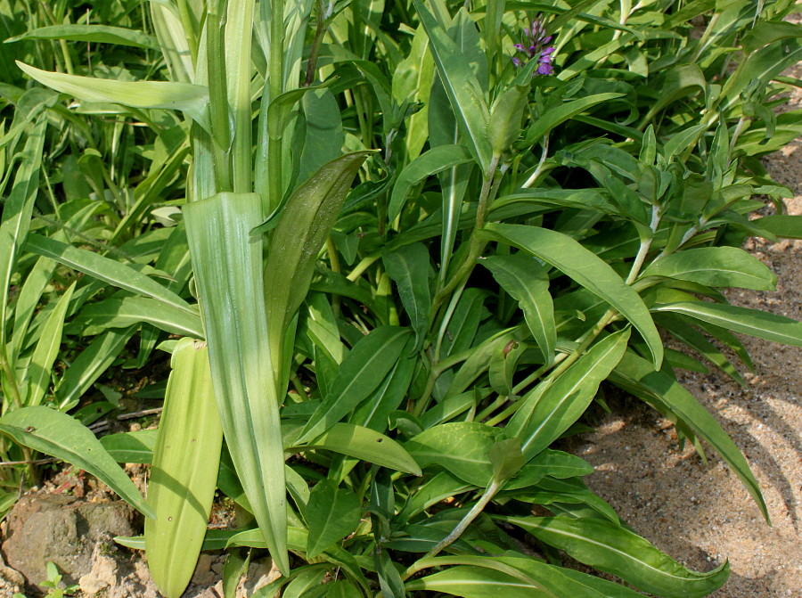 Изображение особи Dactylorhiza praetermissa.