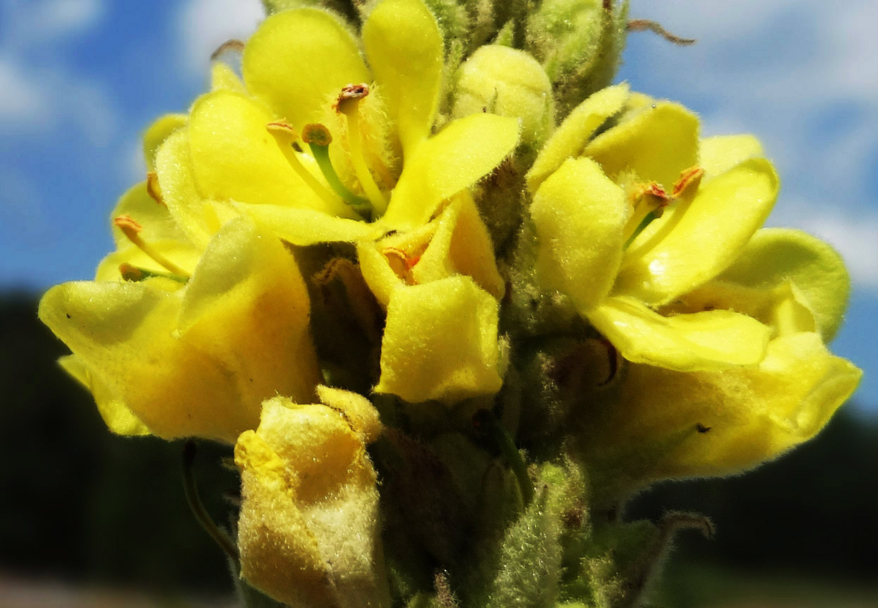 Image of Verbascum thapsus specimen.