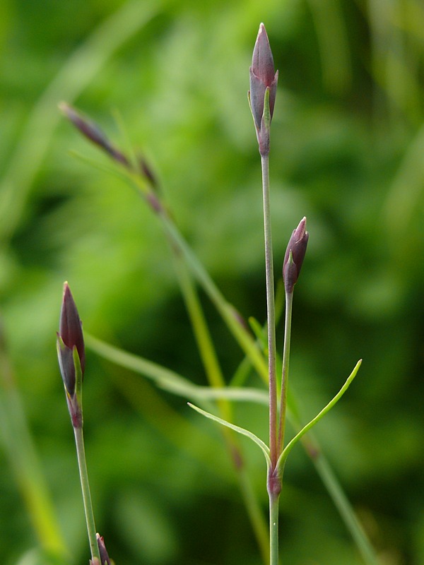 Изображение особи Dianthus superbus.