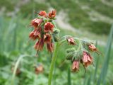 Lindelofia tschimganica. Соцветие. Южный Казахстан, Таласский Алатау, зап. Аксу-Джабаглы, верховья Улькен-Каинды, 2500 м н.у.м. 16 июня 2012 г.