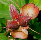 Paeonia lactiflora