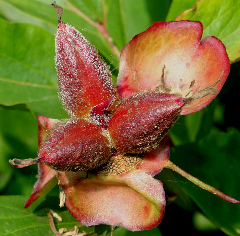 Image of Paeonia lactiflora specimen.