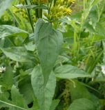 Solidago virgaurea