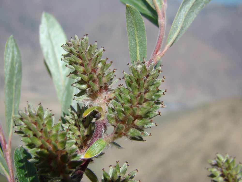 Изображение особи Salix schugnanica.