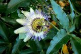 Passiflora caerulea