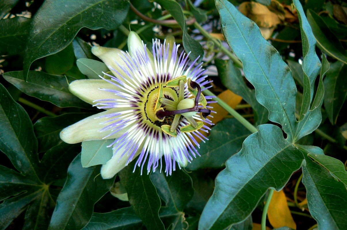 Изображение особи Passiflora caerulea.