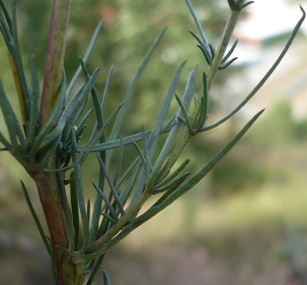 Image of genus Artemisia specimen.