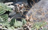 Astragalus circassicus. Верхушка побега с соплодиями с вызревшими и вскрывшимися плодами. Краснодарский край, Туапсинский р-н, окр. с. Ольгинки, скалистый склон к морю. 30.06.2014.