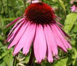 Echinacea purpurea. Соцветие. Германия, г. Дюссельдорф, Ботанический сад университета. 03.07.2014.